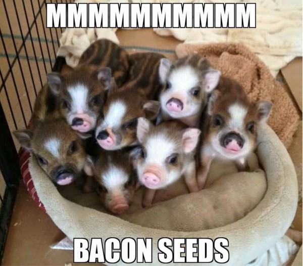 Bacon Seeds copy