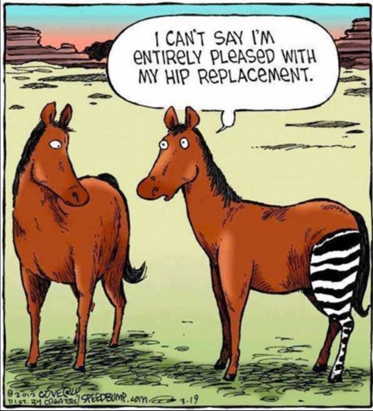 Hip Replacement copy