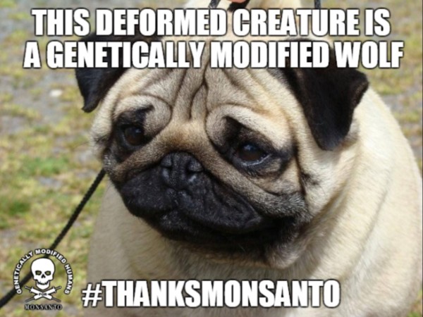Thanks Mondsanto copy