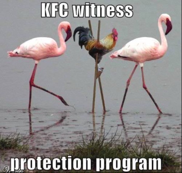 KFC Witness copy