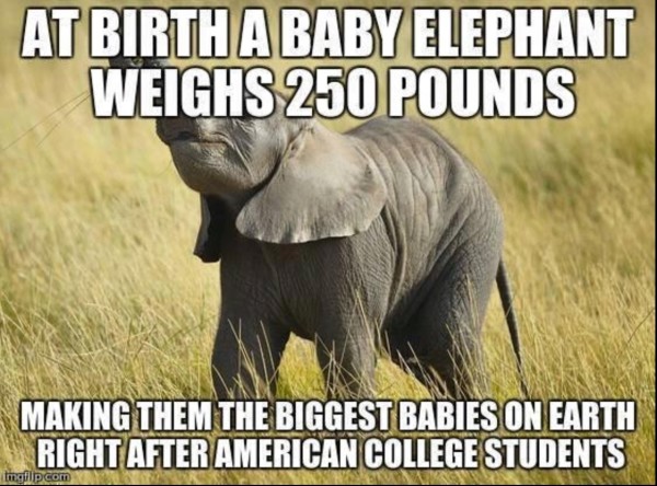 Elephant  College Babies copy