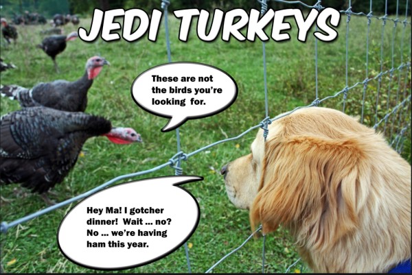 Jedi Turkeys copy