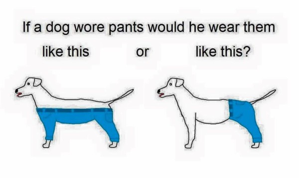 Dog Pants