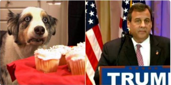 Christie Dog