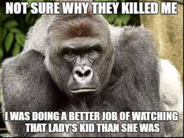 Gorilla Killed copy
