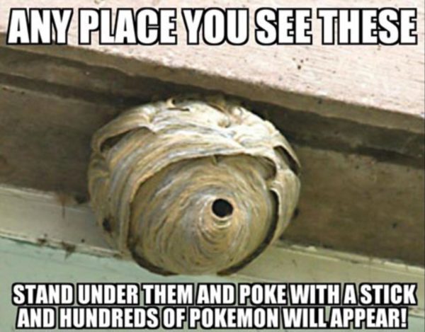 Pokemon nest copy