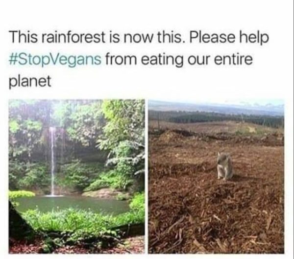 vegan-rainforest-copy