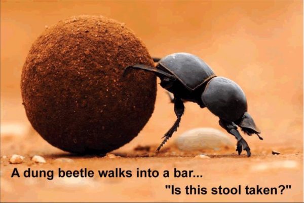 dung-beetle