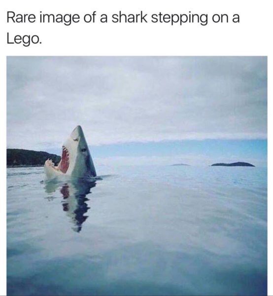 shark-on-lego-copy