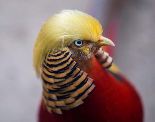 trump-bird