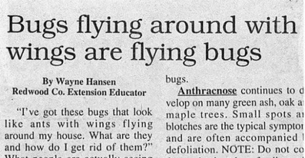 flying-bugs