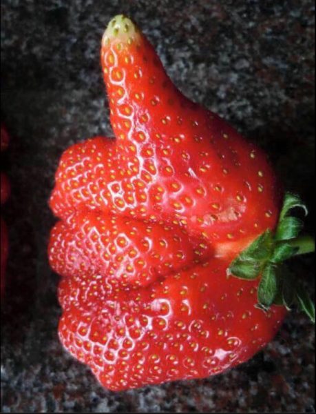 Strawberry Thumb