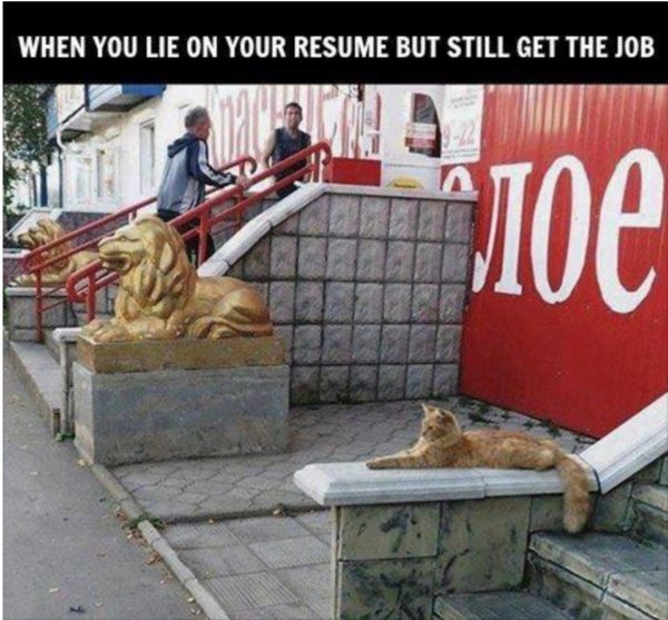 Cat Resume