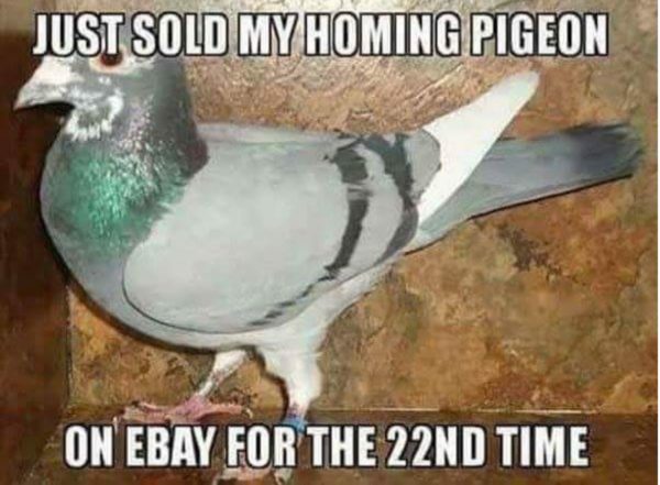 Homing Pidgeon