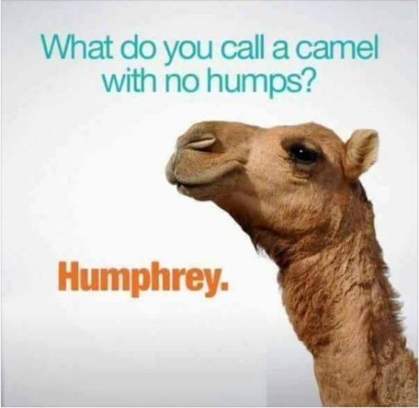 No Hum Camel